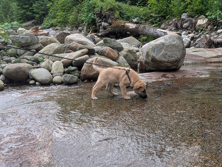 chinook dog